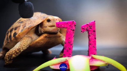 Tortoise Eating ASMR Turtle 71 Dragon Fruit_