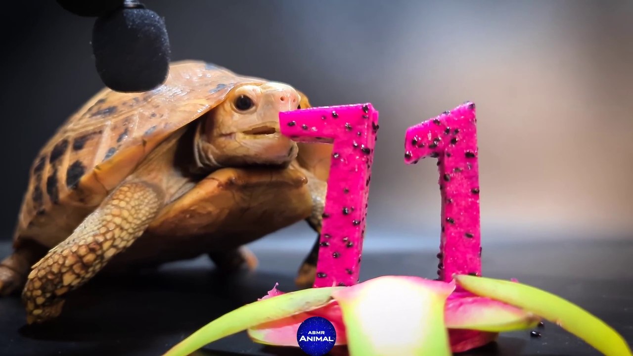 Tortoise Eating ASMR Turtle 71 Dragon Fruit_