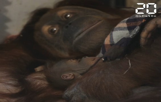 Belgique: Naissance d'un bébé orang-outan au parc zoologique Pairi Daiza