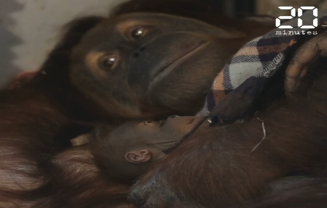 Belgique: Naissance d'un bébé orang-outan au parc zoologique Pairi Daiza