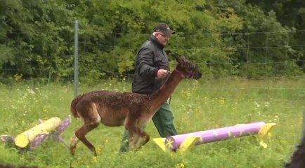 Feel-Good-Countdown, 21: Therapie mit Alpakas