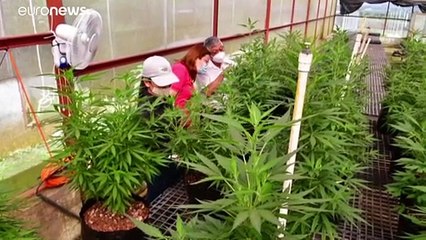 COSTA RICA | ¿El cannabis como semilla de prosperidad?