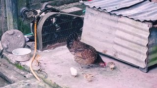 A hen and her babies in Bangladesh