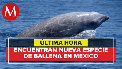Descubren nueva especie de ballena picuda en Baja California