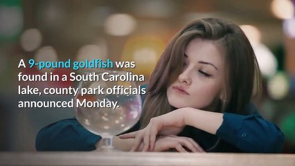 9 pound goldfish found in South Carolina lake