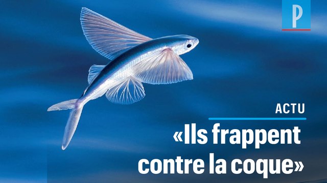 Vendée Globe : le poisson volant, le visiteur inattendu des skippers