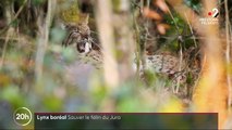 Jura : sur les traces du lynx boréal, une espèce rare et menacée