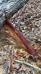 Cut Tree Had Some Water Stored Up