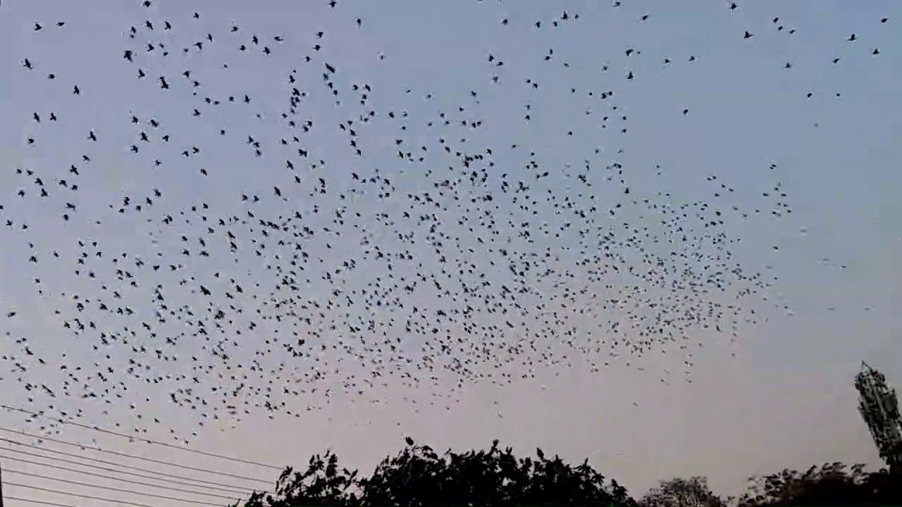 Gulbarga,ll Railway station,ll Birds flying,ll Birds group flying on sky,ll Bunch of birds fly.