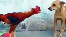Funny As The Chicken Wrestle With The Dog