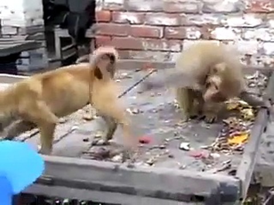 This Monkey Will Make You Laugh