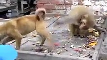 This Monkey Will Make You Laugh