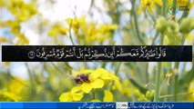 Best Quran Recitation Surah Yasin With Arabic Text