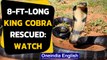 Karnataka: 8-feet-long King Cobra rescued in Shivamogga, watch the video | Oneindia