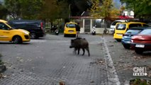 Yaban domuzu caddelerde dolaştı | Video