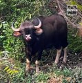 Bison Dies After Straying Into Residential Area In Kothrud, Pune
