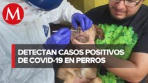 Reportan 3 primeros casos de covid-19 en animales en México