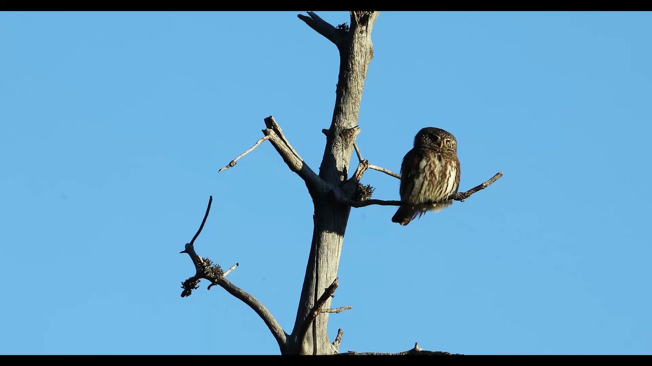 Chevêchette d'Europe (Glaucidium passerinum)