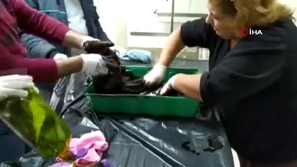 Akaryakıt tankına düşen kedi, zeytinyağı ile 2 saatte temizlendi