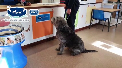 Stubbington Ark RSPCA Christmas appeal A Winter's Tail