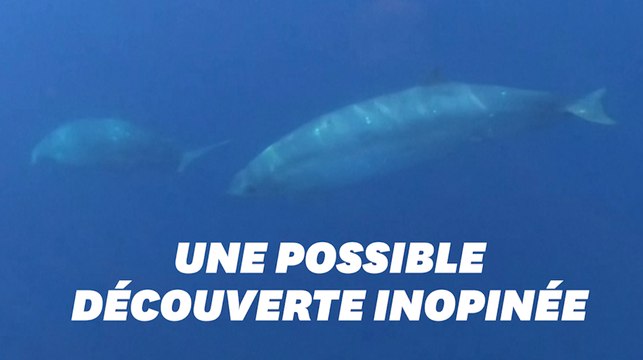 Une nouvelle espèce de baleine à bec découverte au large du Mexique?