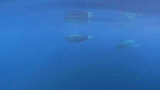 Descubren un nuevo tipo de ballena frente a las costas de México