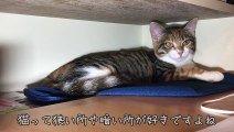 妻のデスクに住み始めた猫【キジ三毛のまる】-A cat that likes desks-