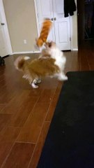 Dog Loses Toy With Mysterious Toss