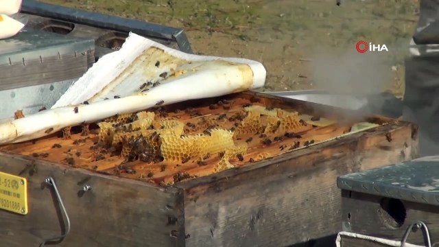Bal ormanı arıcıların akınına uğruyor