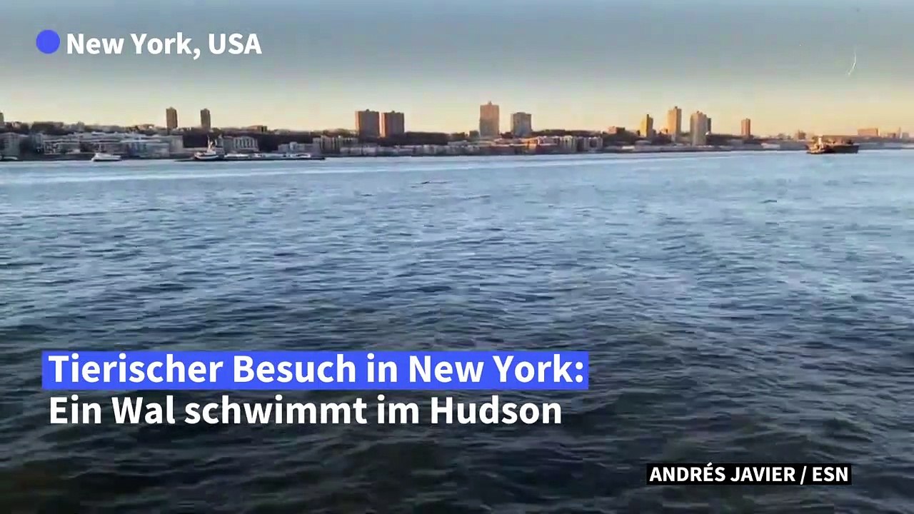 Wal zu Besuch in New York