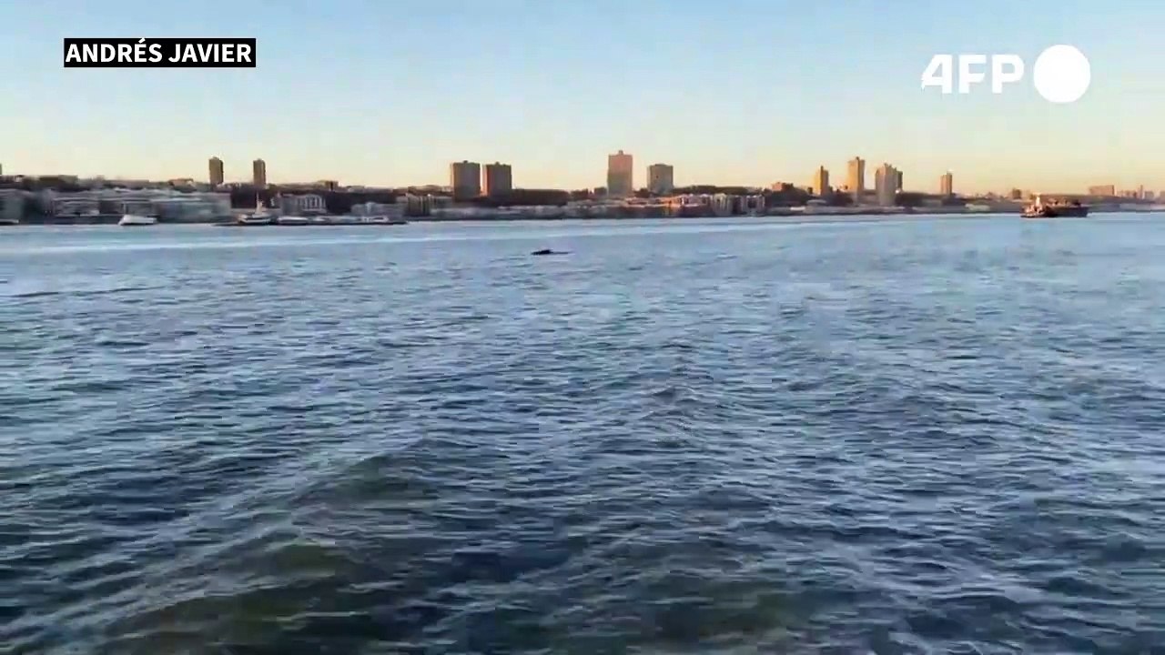 Whale swims down Hudson on Big Apple tour