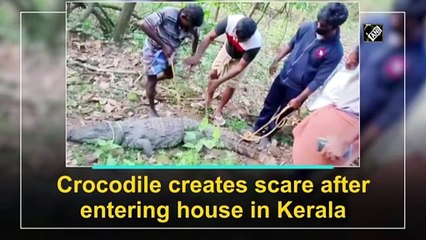 केरल के एक घर में घुसा मगरमच्छ, वन अधिकारियों ने सुरक्षित बचाया