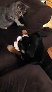 annoyed cat slaps dog repeatedly - Angry Cat slaps Dog - cat vs dog