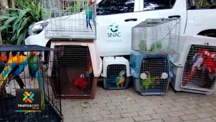 tn7-sinac-hara-operativos-para-evitar-daños-a-vida-silvestre-101220