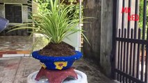 Pot Cement DIY - Make Unique Decorative Plant Pots - EP 1