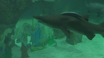 El Zoo Aquarium inaugura la Navidad con su tradicional Belén de tiburones