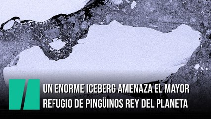 Un enorme iceberg amenaza el mayor refugio de pingüinos rey del planeta