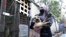 Syrian Animal Rescue Shelter Containing 3,500  Dogs Struggles During Pandemic