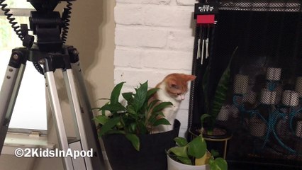 Cute Cat Just Want To Have Fun  Meet Enzo The Cat!