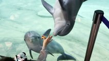 Dolphins Fascinated By Fidget Spinner