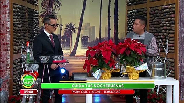 ¡Nuestro experto te pasa los consejos básicos para el cuidado de tu nochebuena! | Venga La Alegría