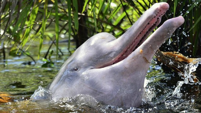 Lanzan nueva plataforma digital para la conservación de los delfines en Suramérica