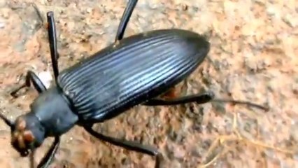 Este besouro Não é o tenébrio Superworm or Zophobas (Zophobas morio)