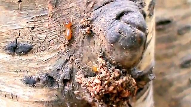 Trilha de cupins de cupins arborícolas, Termite trail of arboreal termites (Subordem Isoptera)