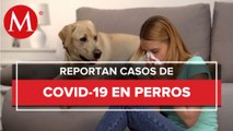 México registra los primeros casos de coronavirus en perros