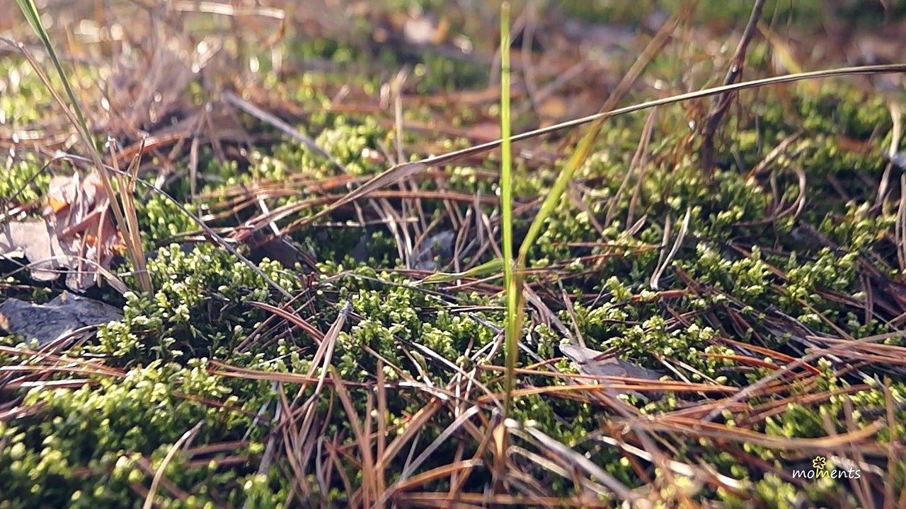 The Silence Of The World Calms Better Than A Million Words | nature & relax music