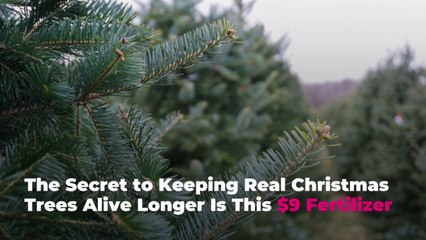 The Secret to Keeping Real Christmas Trees Alive Longer Is This $9 Fertilizer