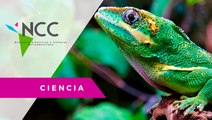 Cuidar de la biodiversidad del planeta podría asegurar la salud humana
