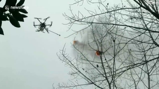 En chine ils détruisent les nids de frelons avec des drones équipés de lance-flamme