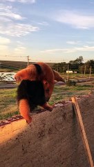 Lost Anteater Released Back Into the Wild